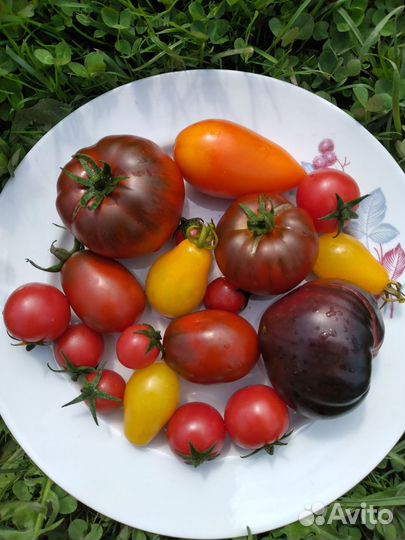 Семена коллекционных томатов