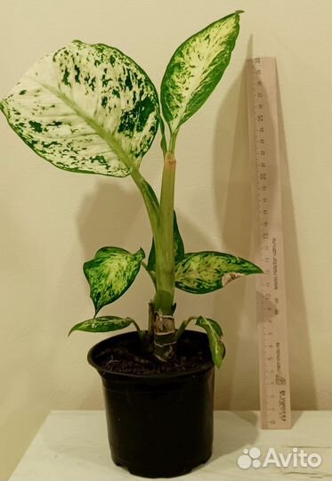 Диффенбахия Камилла, ледебурия