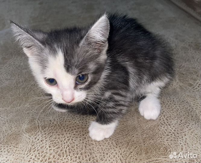 Кошка