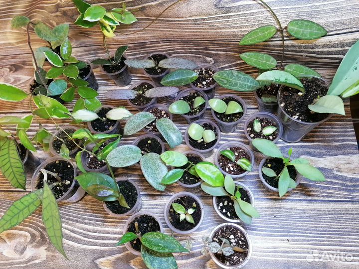 Хойя часть 1, Амарило, Bruno, Nabawanensis