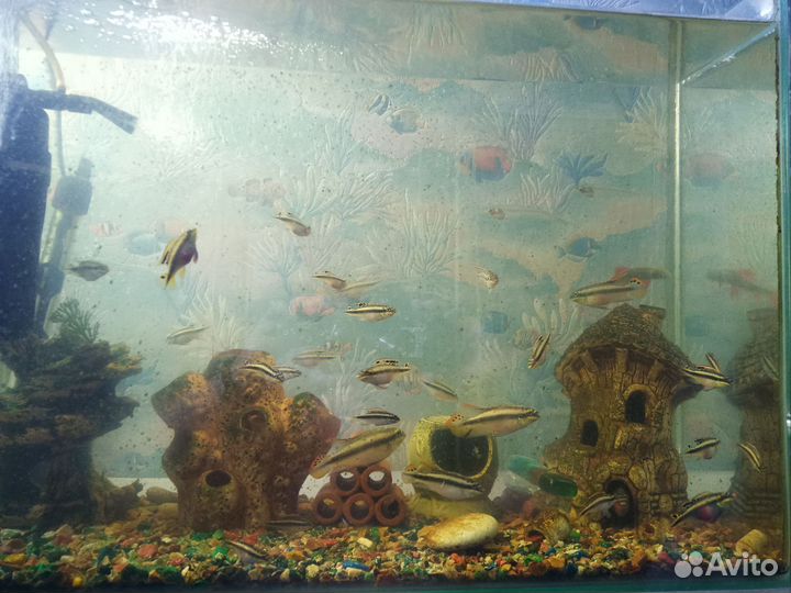 Пельмато хромис крибензис попугайчик)