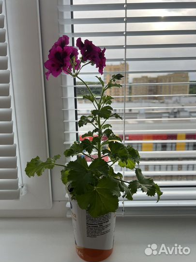 Пеларгония герань