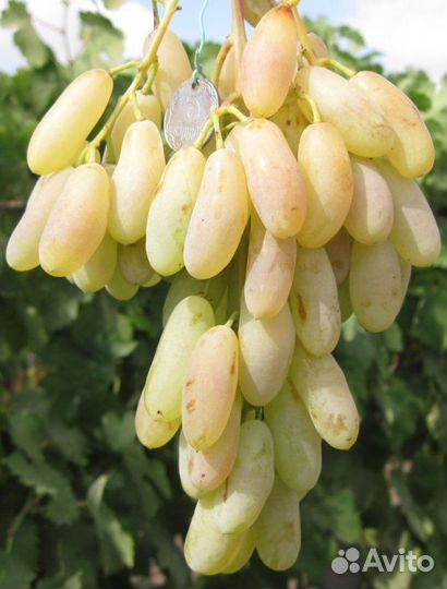 Саженцы винограда