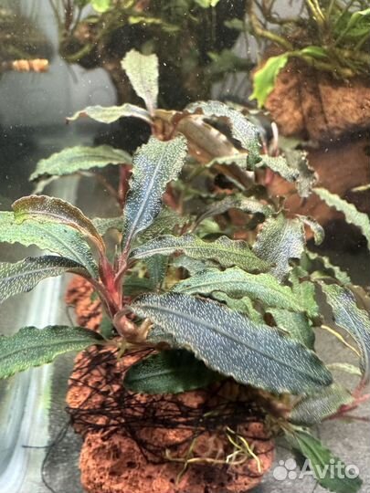 Аквариумные рыбки, сомики, коридорас Штерба