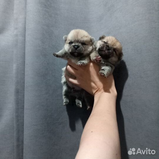 Помчи чих + шпиц