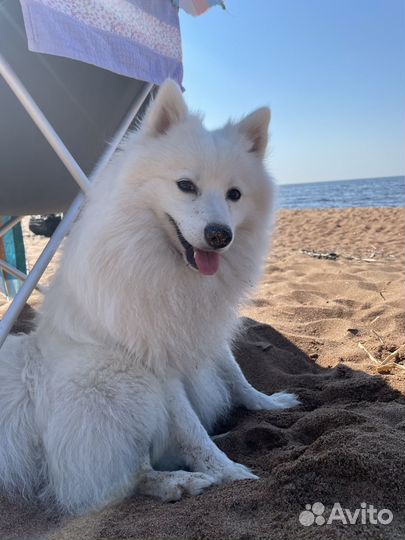 Вязка собак. Японский шпиц