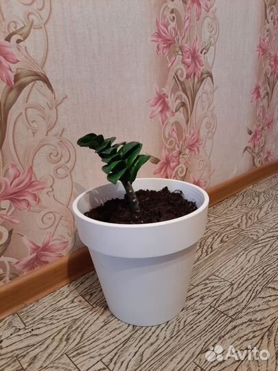 Замиокулькас зензи