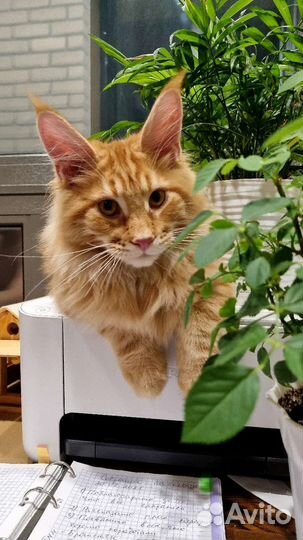 Зооняня / Передержка кошек