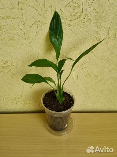 Спатифиллум