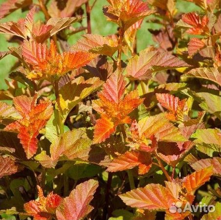 Пузыреплодник Шух из питомника