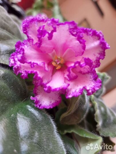 Листики сортовой фиалки с деткой