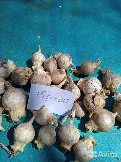 Чеснок рокамболь