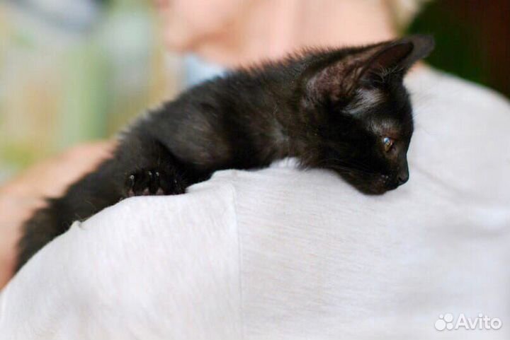 Луна - малышка ищет маму и папу