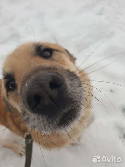 Приглашаем на прогулки с собачками в приюте Некрас