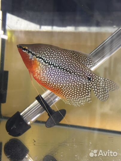 Аквариумеые рыбки