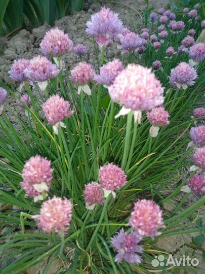 Луки декоративные (алиум) агапантус (африканская л