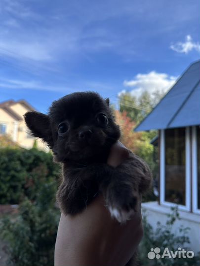 Чихуахуа mini мальчик