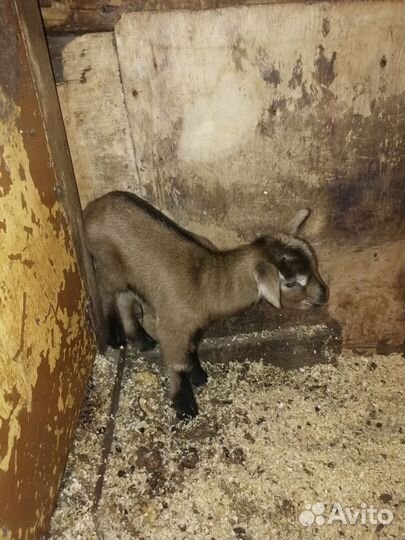 Чешские козлята