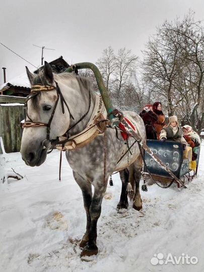 Лошади, пони, олени, верблюд на ваш праздник