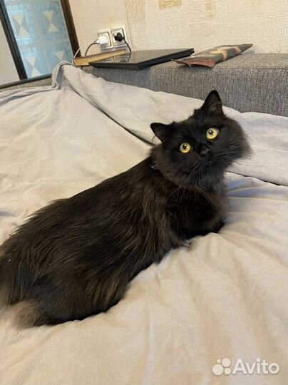 Кот в добрые руки