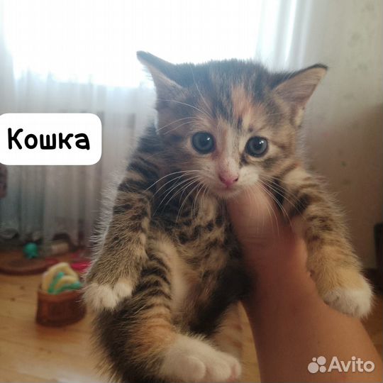 Домашние животные котята
