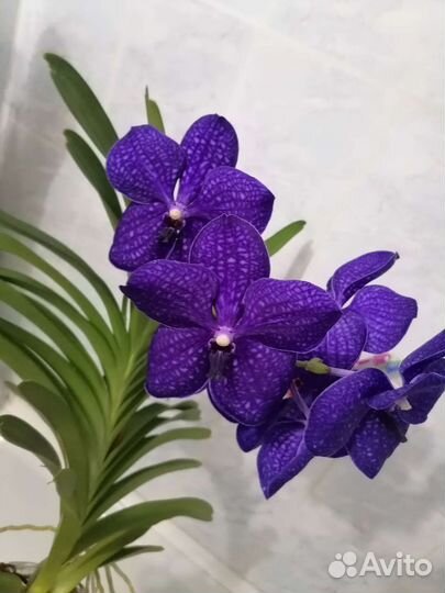 Орхидея Ванда