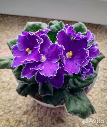 Фиалки (детки и стартеры)