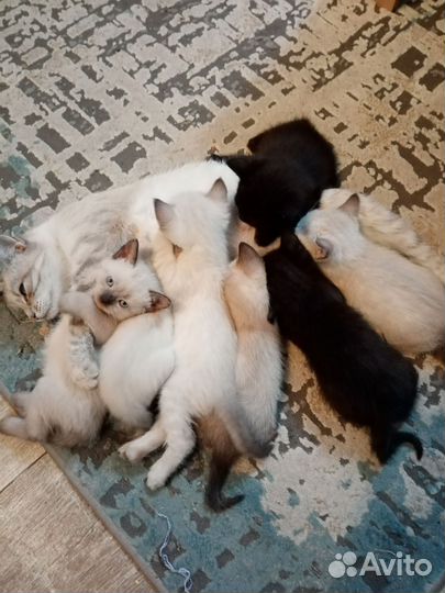 Котята Тайской кошки