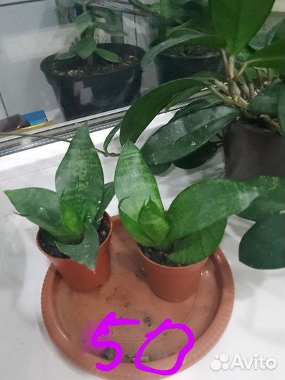 Цветы комнатные