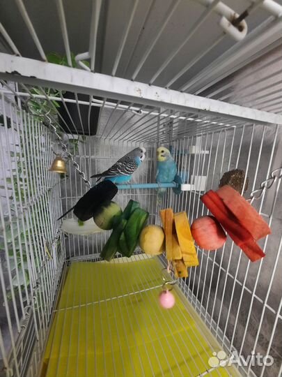 Волнистые попугаи пара с клеткой