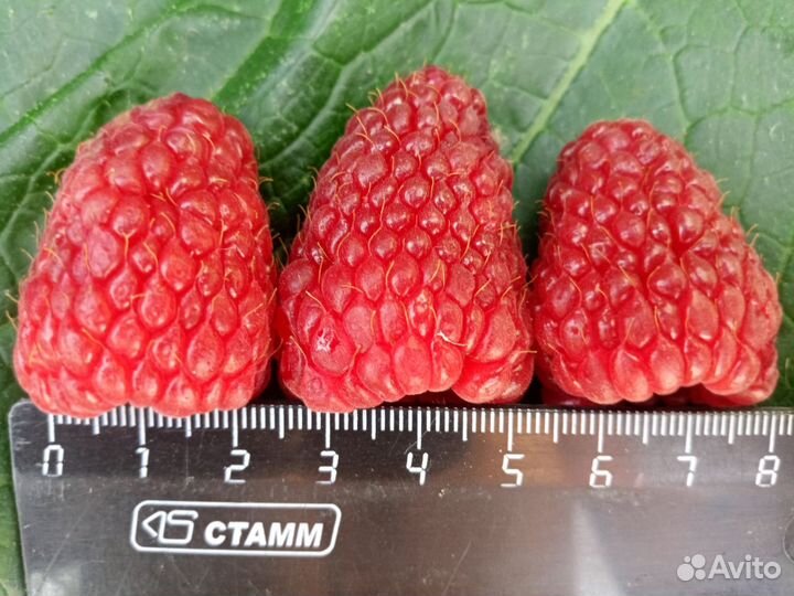 Малина Красавец Садко,малиновое дерево,жёлтая