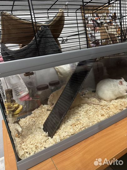 Декоративная крыса в добрые руки