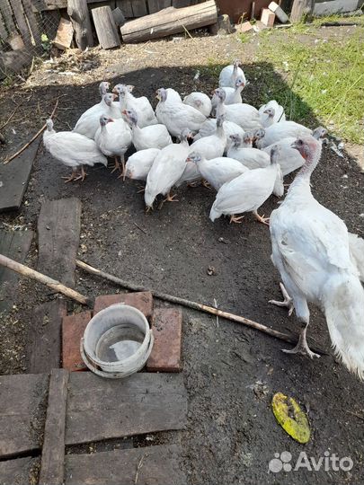 Мускусные утята тяжелой линии