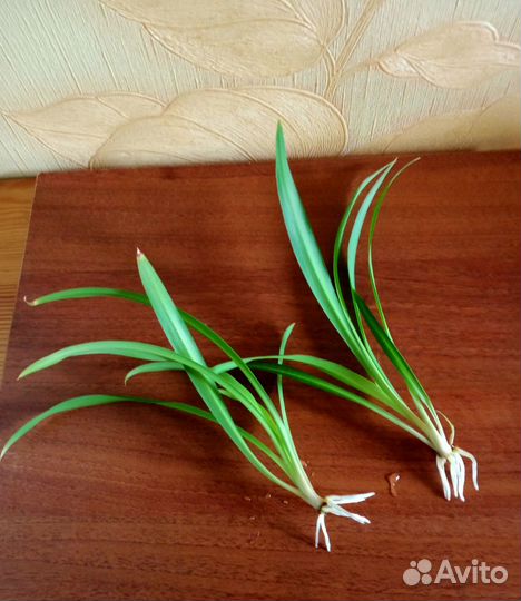 Молочай, хлорофитум