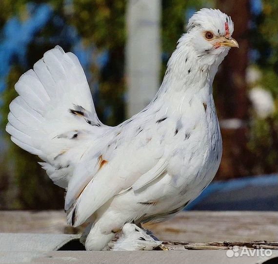 Продаю ия кур пород брама, орловская, павловская