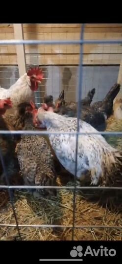 Инкубационное яйцо, цыплята породных кур Легбар