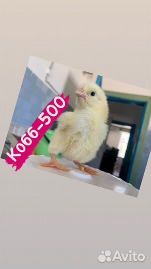 Бройлерные цыплята Кобб-500 в Новороссийске