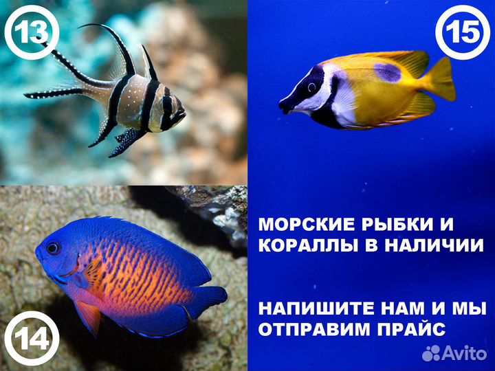 Морские рыбки