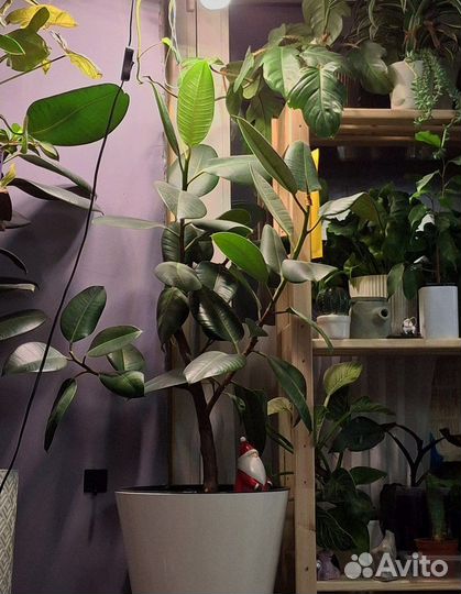 Фикус эластика