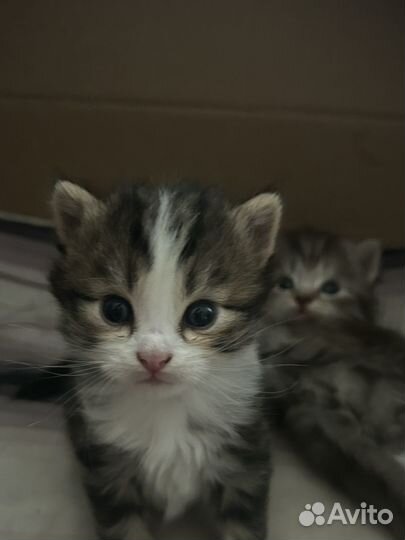 Котята в добрые руки бесплатно