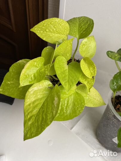 Эпипремнум неон и глобал грин