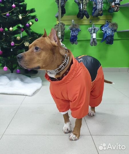 Одежда для больших собак