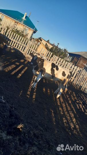 Быки. Быки на мясо