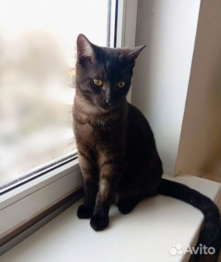 Молодой котик