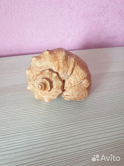 Морские ракушки