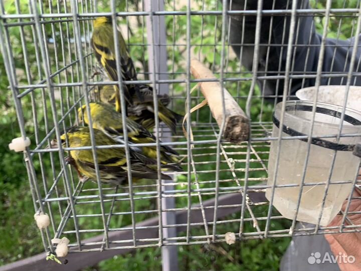 Певчие дикие птицы