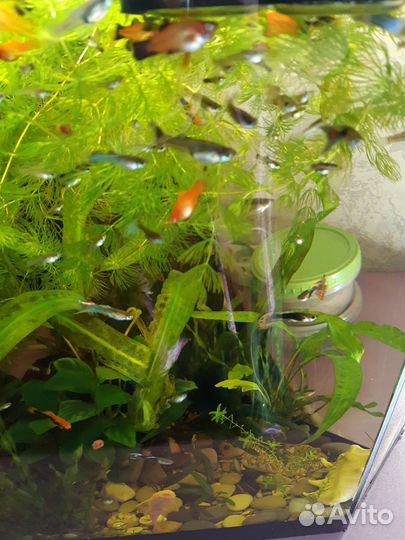 Аквариумные рыбки