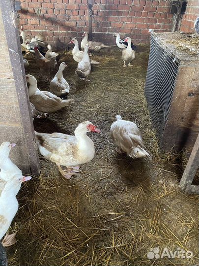 Мускусные утки