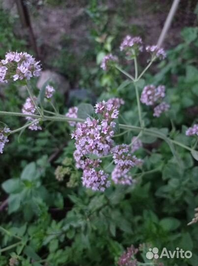 Мята кавказская и перечная