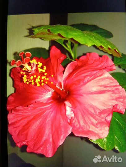 Сортовые гибискусы